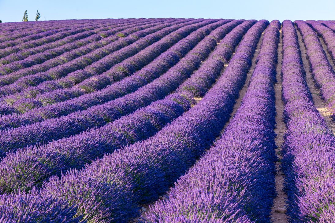 Lavender Field 