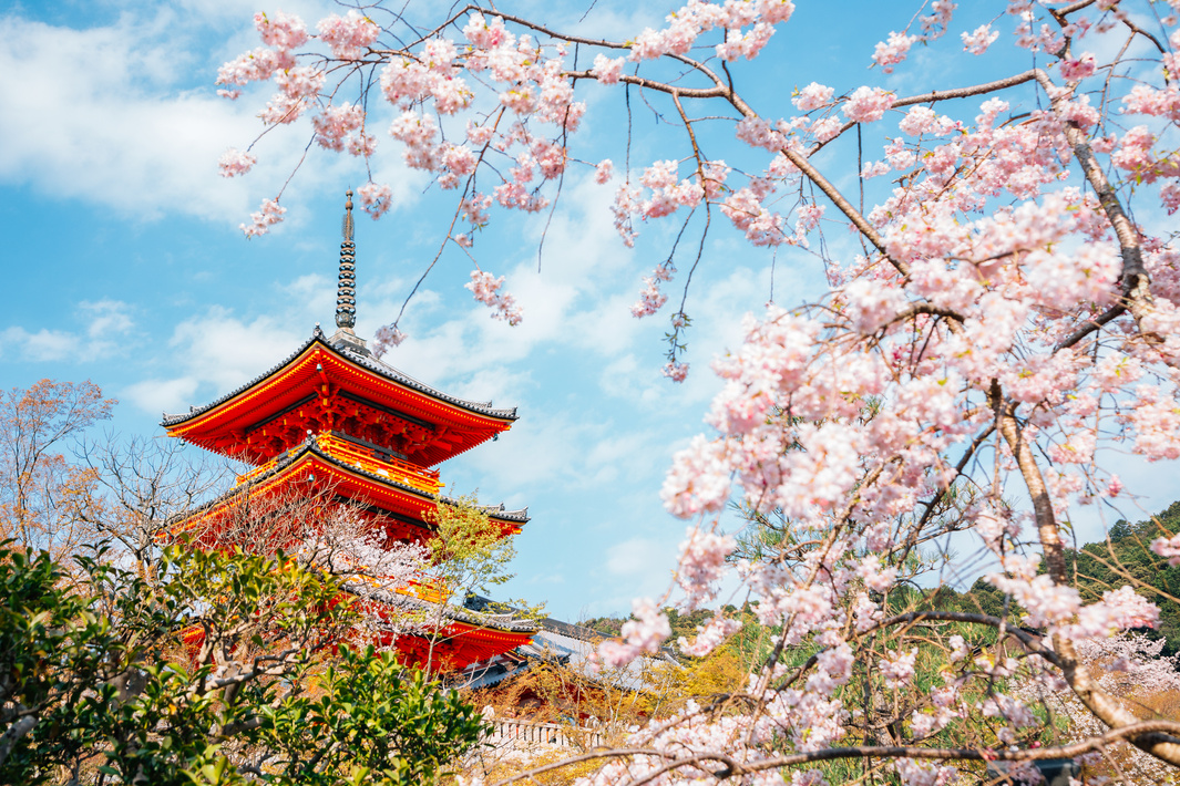Kiyomizu-dera temple with cherry blossoms at spring in Kyoto, Japan